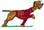 Pointer Dog